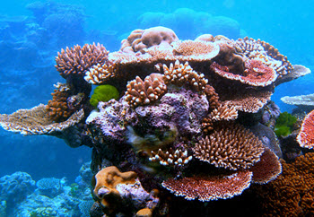 coral reef