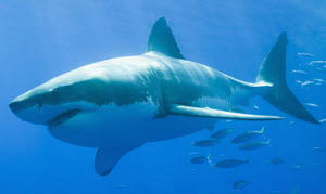 great white shark