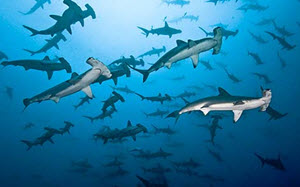 hammerhead sharks