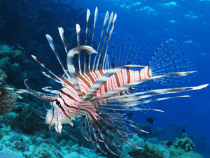 red lionfish