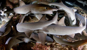 reef shark cocs island