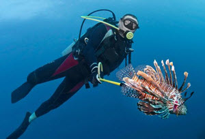 speared lionfish