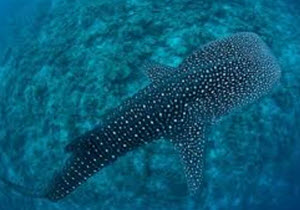 whale shark