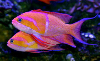 whitebar anthias