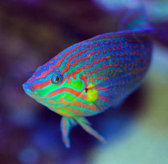 wrasse fish