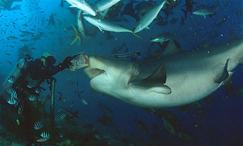 fiji diving