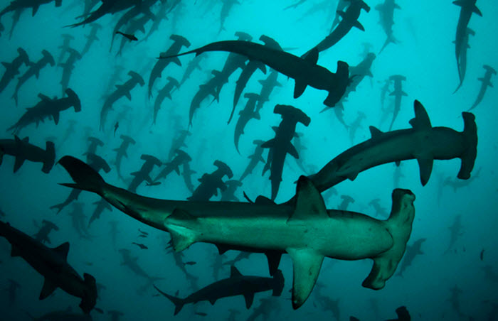 cocos island diving